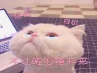 骥子龙文融资租赁（深圳）有限公司