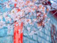 骥子龙文融资租赁（深圳）有限公司