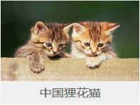 骥子龙文融资租赁（深圳）有限公司