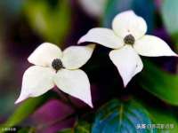 骥子龙文融资租赁（深圳）有限公司