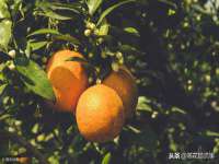 骥子龙文融资租赁（深圳）有限公司