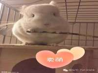 骥子龙文融资租赁（深圳）有限公司