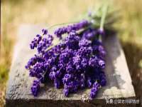 骥子龙文融资租赁（深圳）有限公司