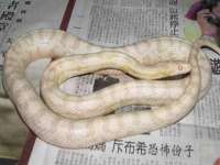 骥子龙文融资租赁（深圳）有限公司